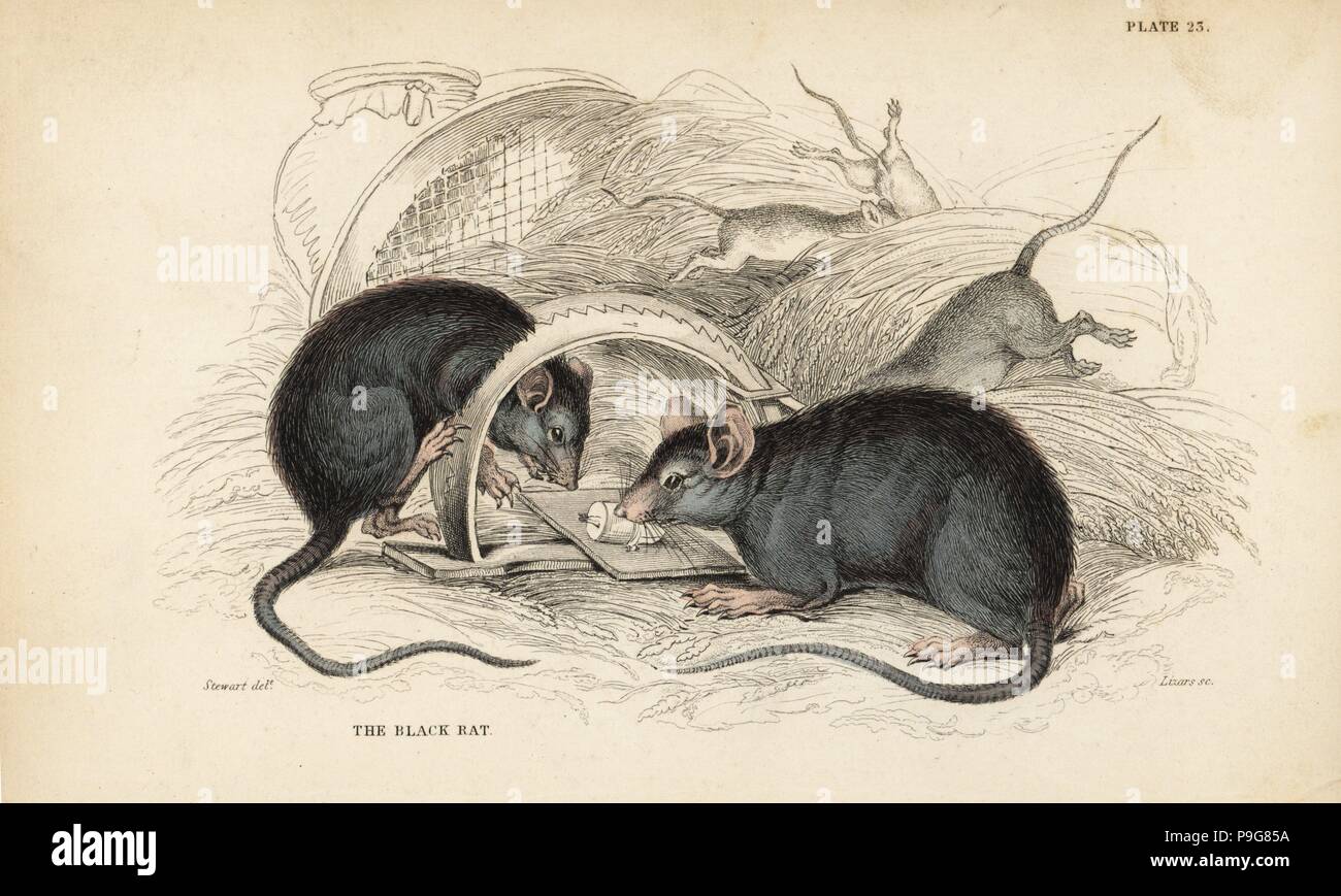 https://c8.alamy.com/comp/P9G85A/black-rat-rattus-rattus-mus-rattus-caught-in-a-mousetrap-handcoloured-steel-engraving-by-lizars-after-an-illustration-by-james-stewart-from-william-jardines-naturalists-library-edinburgh-1836-P9G85A.jpg