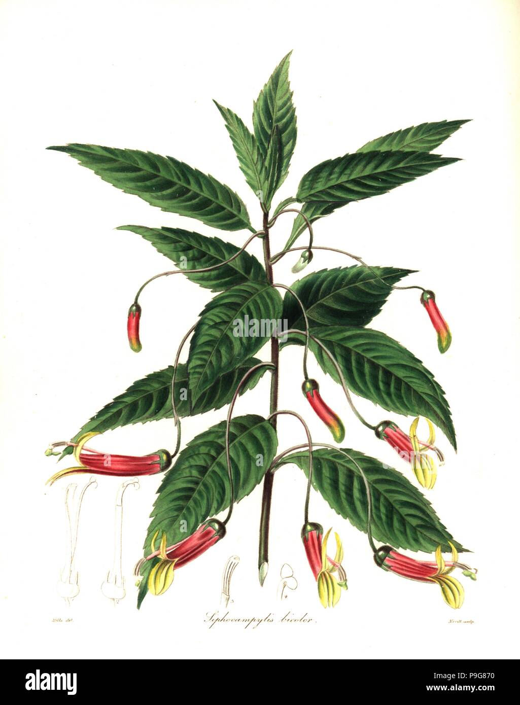 Mexican lobelia, Lobelia laxiflora (Two-coloured siphocampylus, Siphocampylus bicolor). Handcoloured copperplate engraving by S. Nevitt after a botanical illustration by Mills from Benjamin Maund and the Rev. John Stevens Henslow's The Botanist, London, 1836. Stock Photo