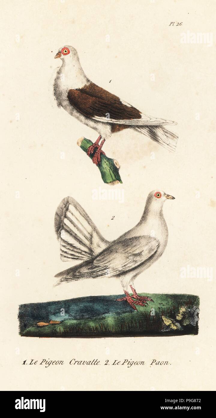 Owl Pigeon And Fantail Pigeon Columba Livia Domestica Varieties Of Fancy Pigeon Breeds Handcoloured Lithograph From Th Lejeune S Complete Works Of Buffon Oeuvres Completes De Buffon Brussels 17 Stock Photo Alamy