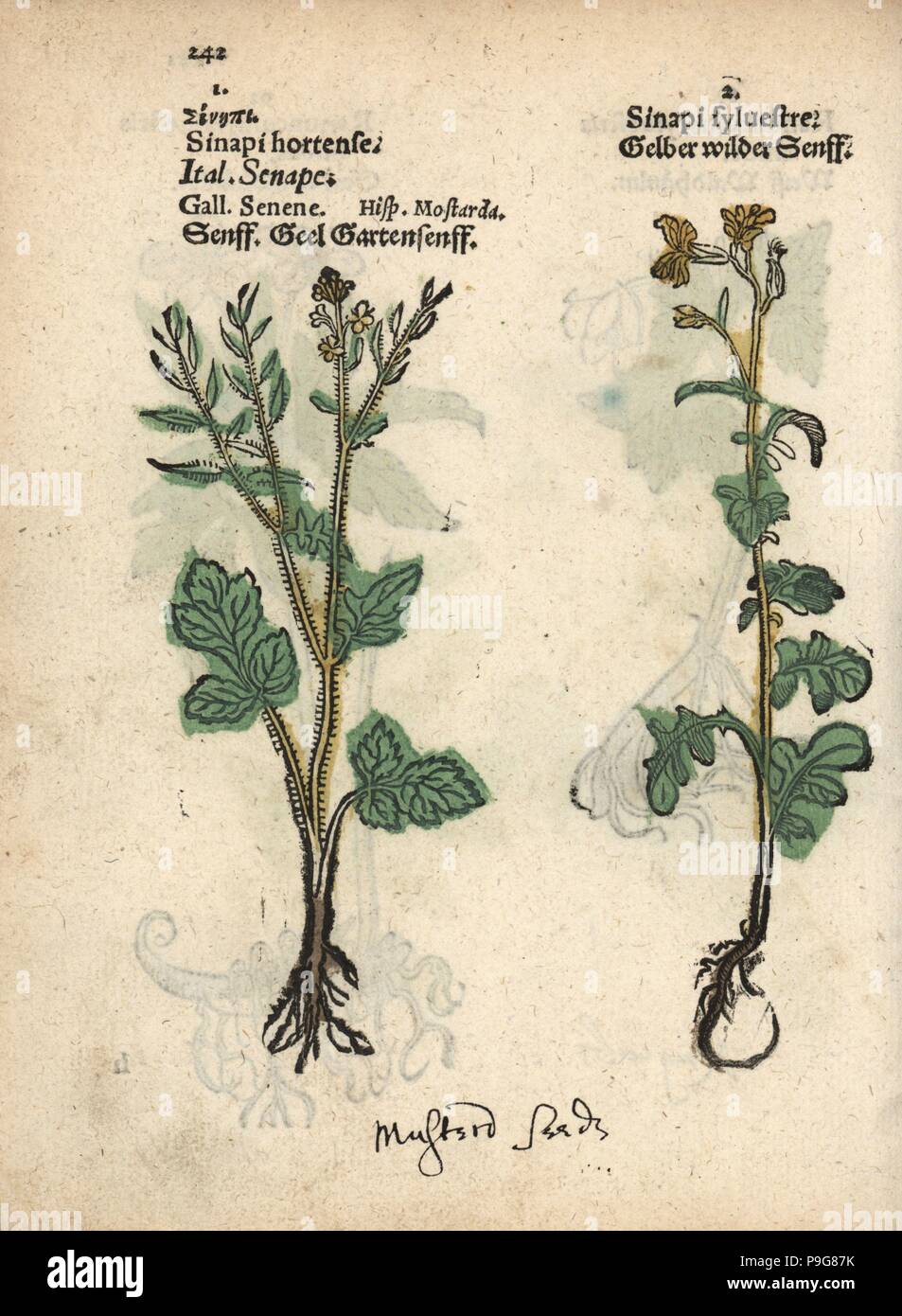 White mustard, Sinapis alba, and hedge mustard, Sisymbrium officinale. Handcoloured woodblock engraving of a botanical illustration from Adam Lonicer's Krauterbuch, or Herbal, Frankfurt, 1557. This from a 17th century pirate edition or atlas of illustrations only, with captions in Latin, Greek, French, Italian, German, and in English manuscript. Stock Photo
