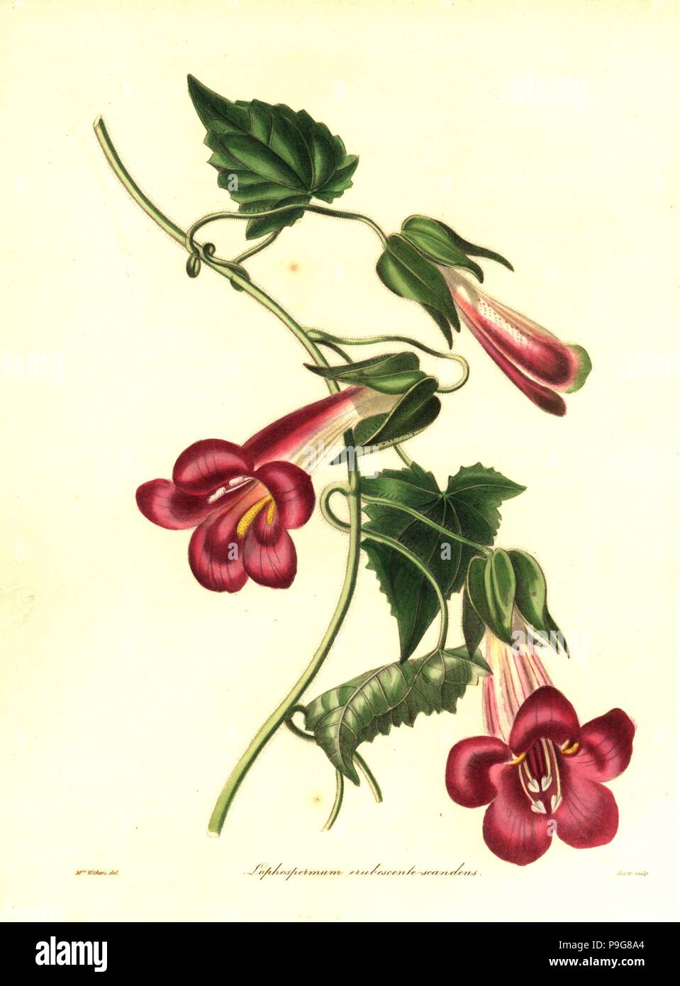 Hybrid climbing lophospermum, Lophospermum erubescente-scandens (Lophospermum erubescens x Lophospermum scandens). Handcoloured copperplate engraving by S. Nevitt after a botanical illustration by Mrs Augusta Withers from Benjamin Maund and the Rev. John Stevens Henslow's The Botanist, London, 1836. Stock Photo