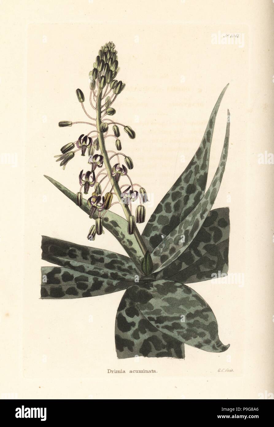 South Indian squill, Ledebouria revoluta (Drimia acuminata). Handcoloured copperplate engraving by George Cooke from Conrad Loddiges' Botanical Cabinet, Hackney, 1825. Stock Photo