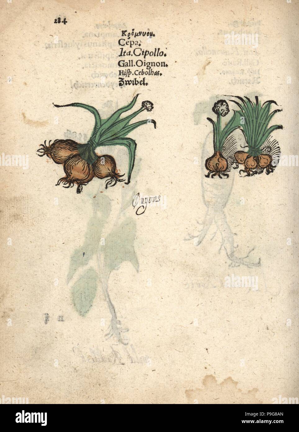 Onions, Allium cepa. Handcoloured woodblock engraving of a botanical illustration from Adam Lonicer's Krauterbuch, or Herbal, Frankfurt, 1557. This from a 17th century pirate edition or atlas of illustrations only, with captions in Latin, Greek, French, Italian, German, and in English manuscript. Stock Photo