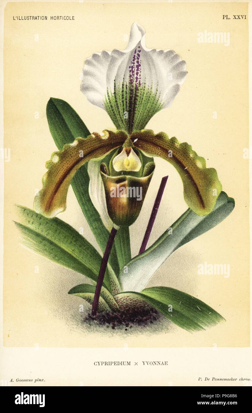 Paphiopedilum orchid hybrid (Cypripedium x yvonnae). Dedicated to Miss Yvonne Linden, daughter of Lucien Linden. Chromolithograph by Pieter de Pannemaeker after an illustration by A. Goossens from Jean Linden's l'Illustration Horticole, Brussels, 1895. Stock Photo