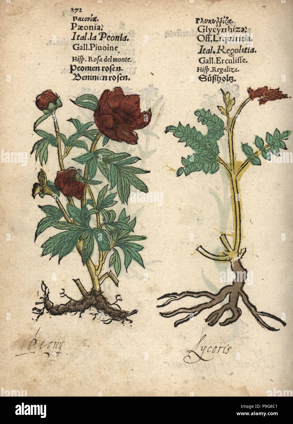 Peony, Paeonia officinalis, and licorice, Glycyrrhiza glabra