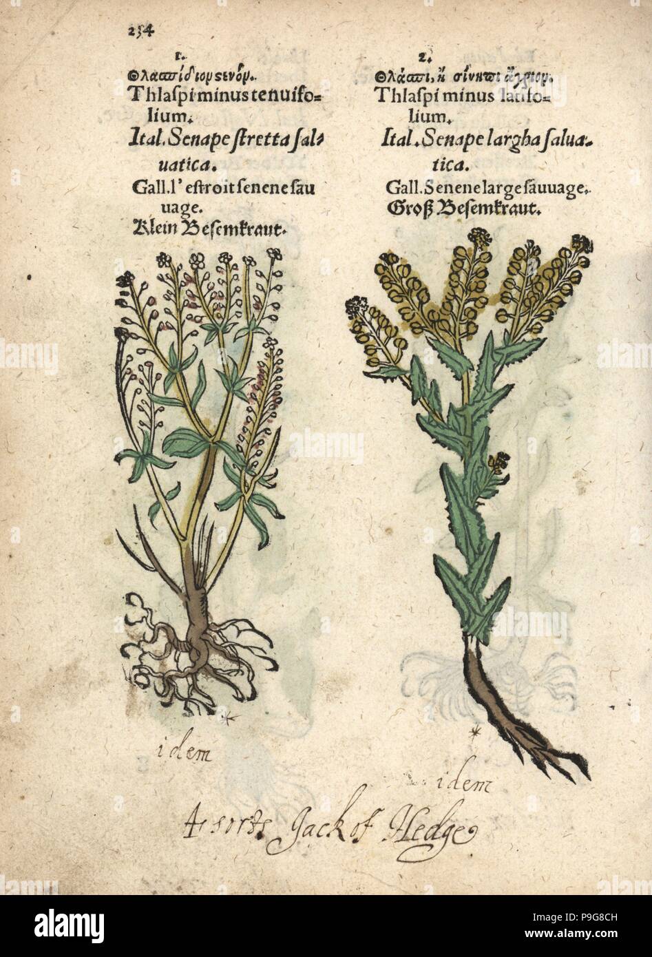 Creeping yellowcress, Rorippa sylvestris, and pepperwort, Lepidium campestre. Thlaspi minus tenuifolium, Thlaspi minus latifolium. Handcoloured woodblock engraving of a botanical illustration from Adam Lonicer's Krauterbuch, or Herbal, Frankfurt, 1557. This from a 17th century pirate edition or atlas of illustrations only, with captions in Latin, Greek, French, Italian, German, and in English manuscript. Stock Photo