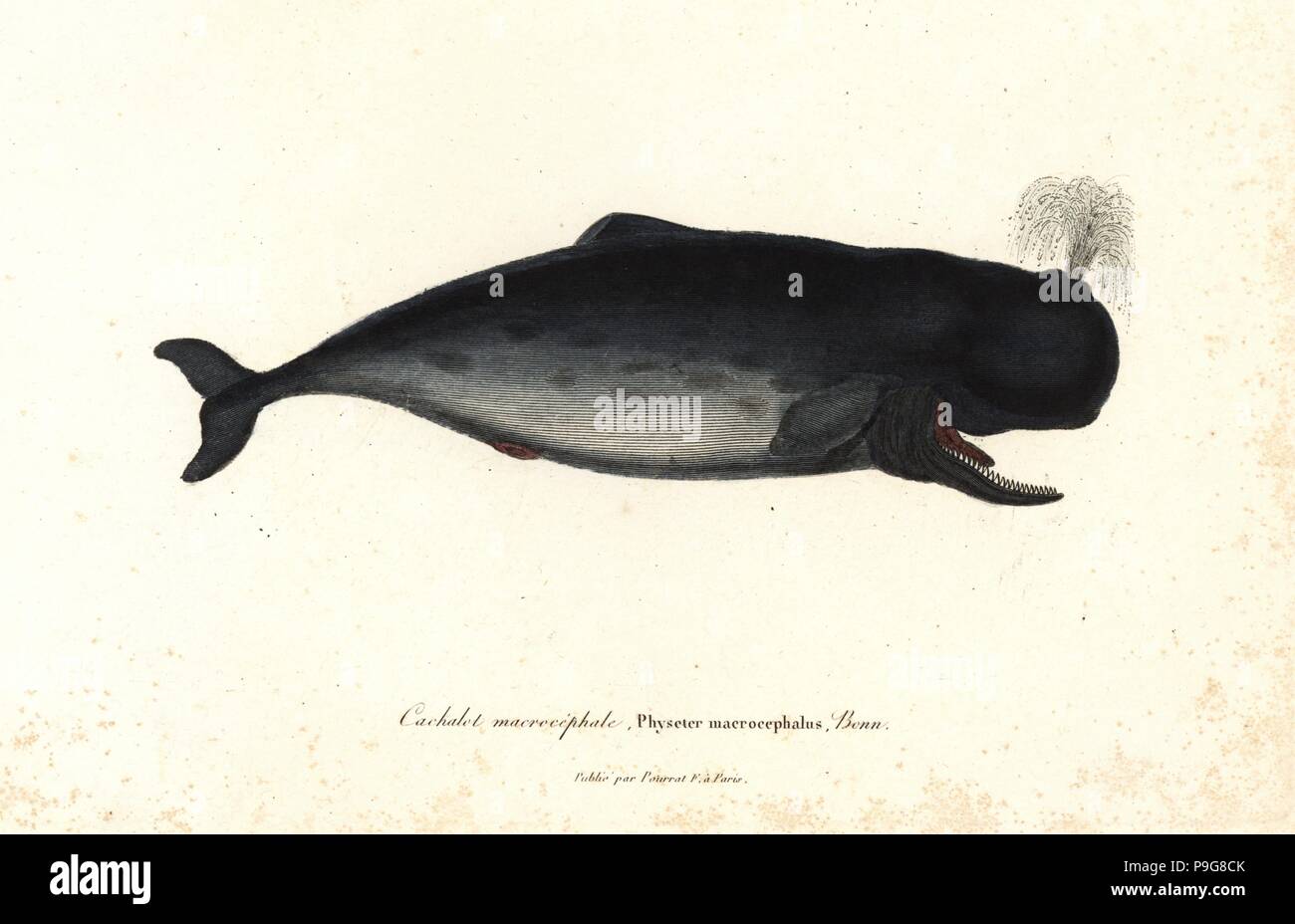 Sperm whale, Physeter macrocephalus. Handcoloured copperplate engraving from Rene Primevere Lesson's Complements de Buffon, Pourrat Freres, Paris, 1838. Stock Photo