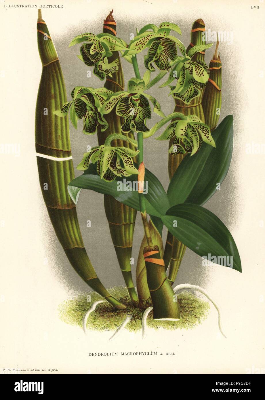 Pastor's orchid, Dendrobium macrophyllum. Drawn and chromolithographed by Pieter de Pannemaeker from Jean Linden's l'Illustration Horticole, Brussels, 1888. Stock Photo