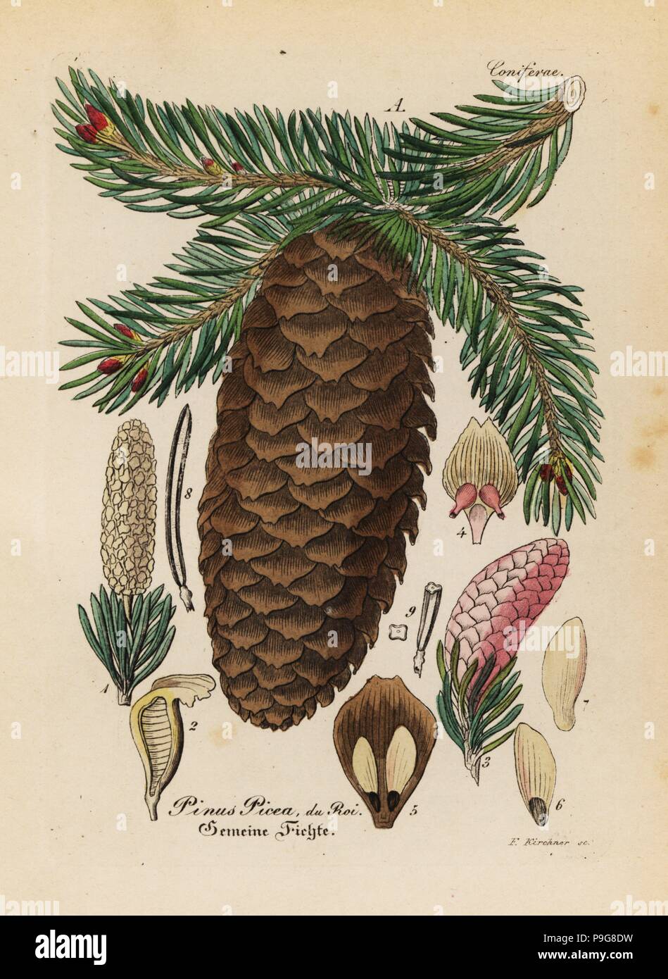 Silver fir, Abies alba (Pinus picea). Handcoloured copperplate engraving from Dr. Willibald Artus' Hand-Atlas sammtlicher mediinisch-pharmaceutischer Gewachse, (Handbook of all medical-pharmaceutical plants), Jena, 1876. Stock Photo
