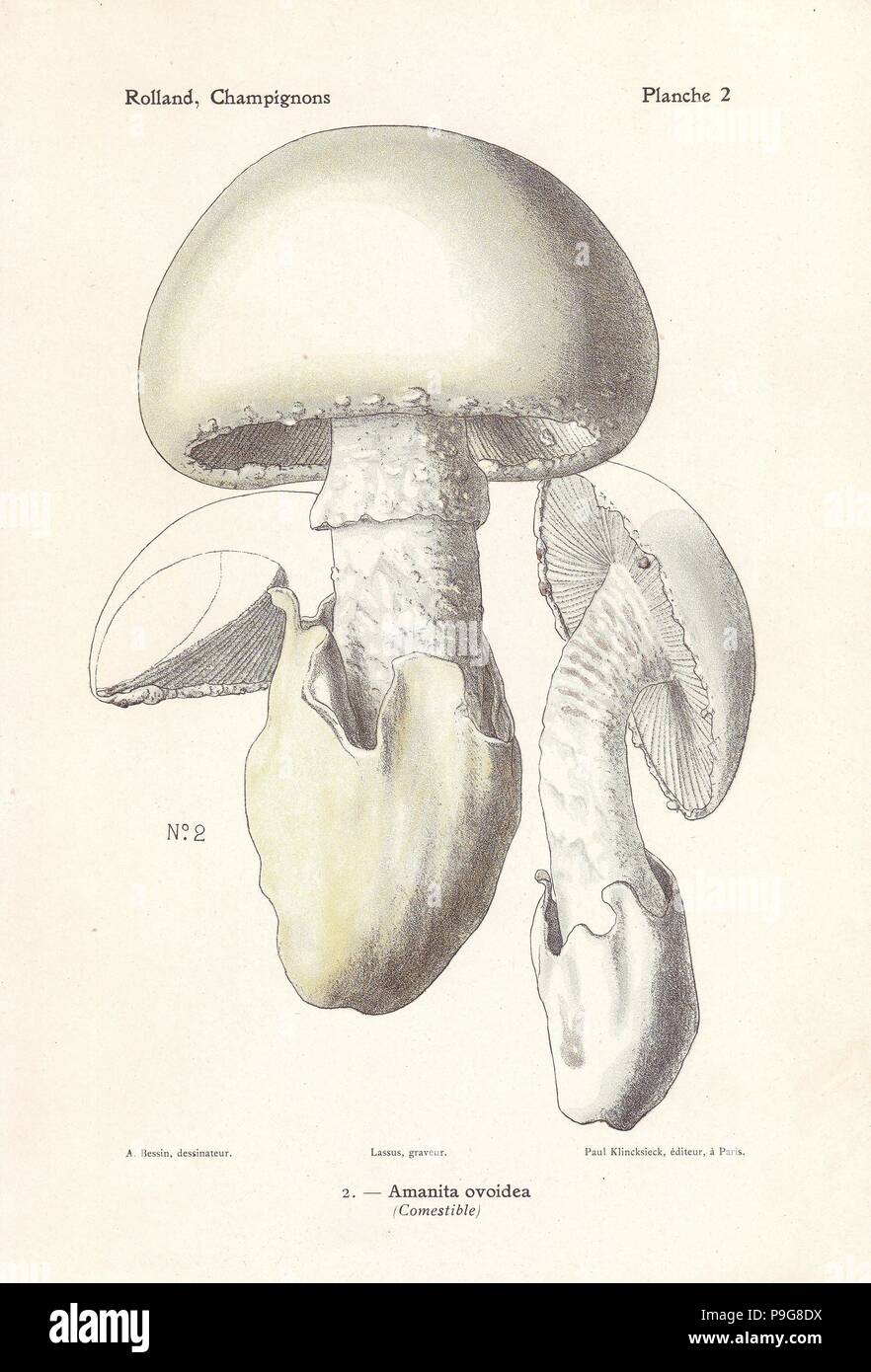 European white egg mushroom, Amanita ovoidea. Chromolithograph by Lassus after an illustration by A. Bessin from Leon Rolland's Guide to Mushrooms from France, Switzerland and Belgium, Atlas des Champignons, Paul Klincksieck, Paris, 1910. Stock Photo