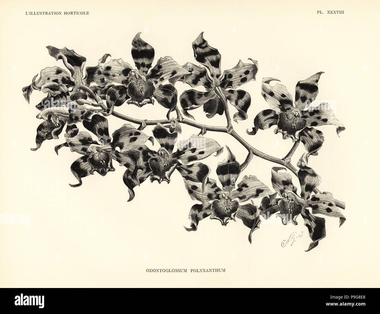 Kegel's odontoglossum orchid, Oncidium kegeljani (Odontoglossum polyxanthum). Woodcut after an illustration by Worthington G. Smith from Jean Linden's l'Illustration Horticole, Brussels, 1888. Stock Photo