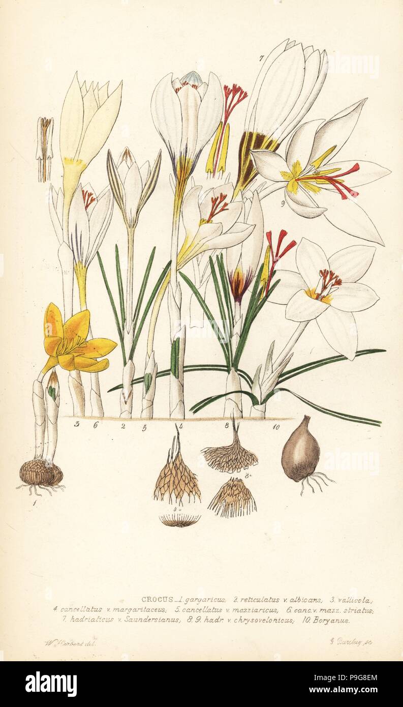 Crocuses, Croci. Crocus gargaricus, reticulatus v. albicans, vallicola, cancellatus v. margaritaceus, cancellatus v. mazziaricus, striatus, hadriaticus v. saundersianus, hadriatcus v. chrysovelonicus, boryanus. Handcoloured copperplate engraving by G. Barclay after W. Herbert from John Lindley and Robert Sweet's Ornamental Flower Garden and Shrubbery, G. Willis, London, 1854. Stock Photo