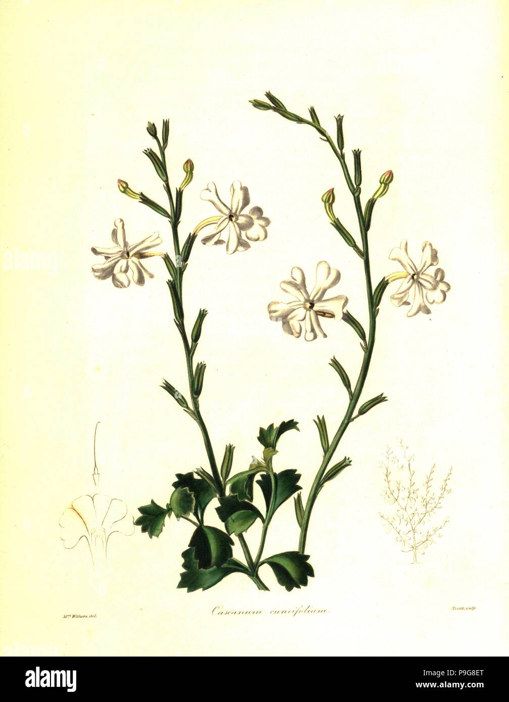 Wedge-leaved chascanum, Chascanum cuneifolium. Handcoloured copperplate engraving by S. Nevitt after a botanical illustration by Mrs Augusta Withers from Benjamin Maund and the Rev. John Stevens Henslow's The Botanist, London, 1836. Stock Photo