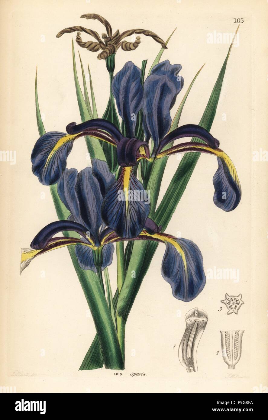 Late-flowering blue iris, Iris spuria. Handcoloured copperplate engraving by Frederick W. Smith after J.T. Hart from John Lindley and Robert Sweet's Ornamental Flower Garden and Shrubbery, G. Willis, London, 1854. Stock Photo