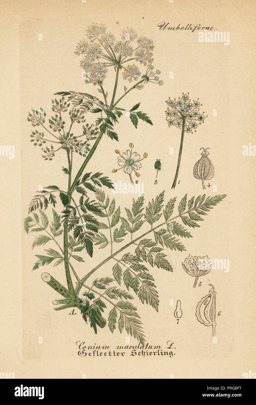 Poison hemlock, Conium maculatum. Handcoloured copperplate engraving from Dr. Willibald Artus' Hand-Atlas sammtlicher mediinisch-pharmaceutischer Gewachse, (Handbook of all medical-pharmaceutical plants), Jena, 1876. Stock Photo