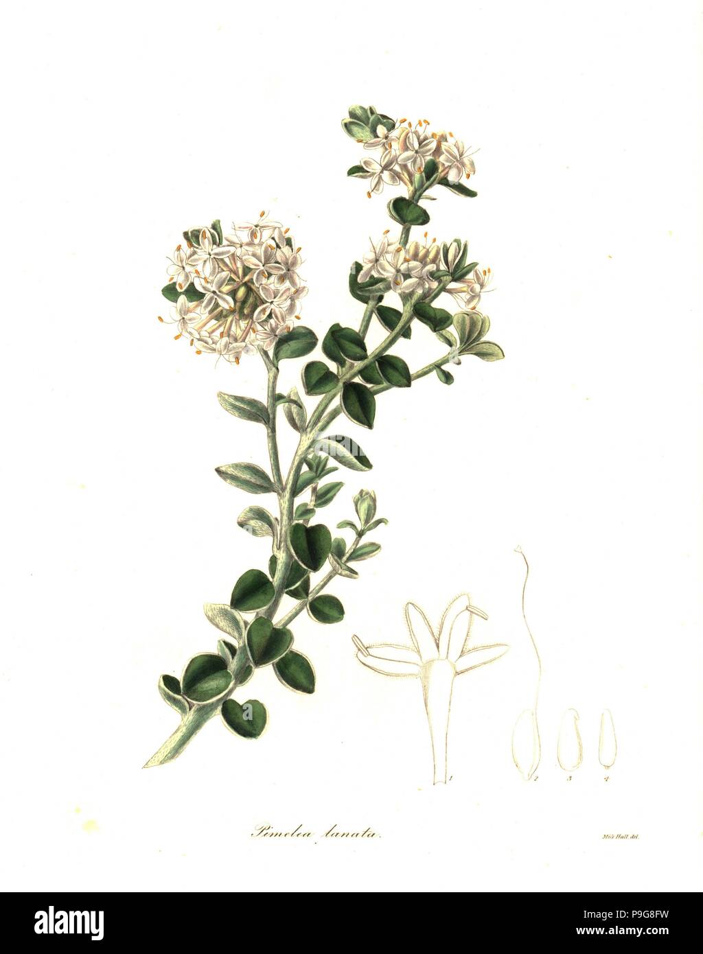 Woolly pimelea, Pimelea lanata. Handcoloured copperplate engraving after a botanical illustration by Miss Hall from Benjamin Maund and the Rev. John Stevens Henslow's The Botanist, London, 1836. Stock Photo