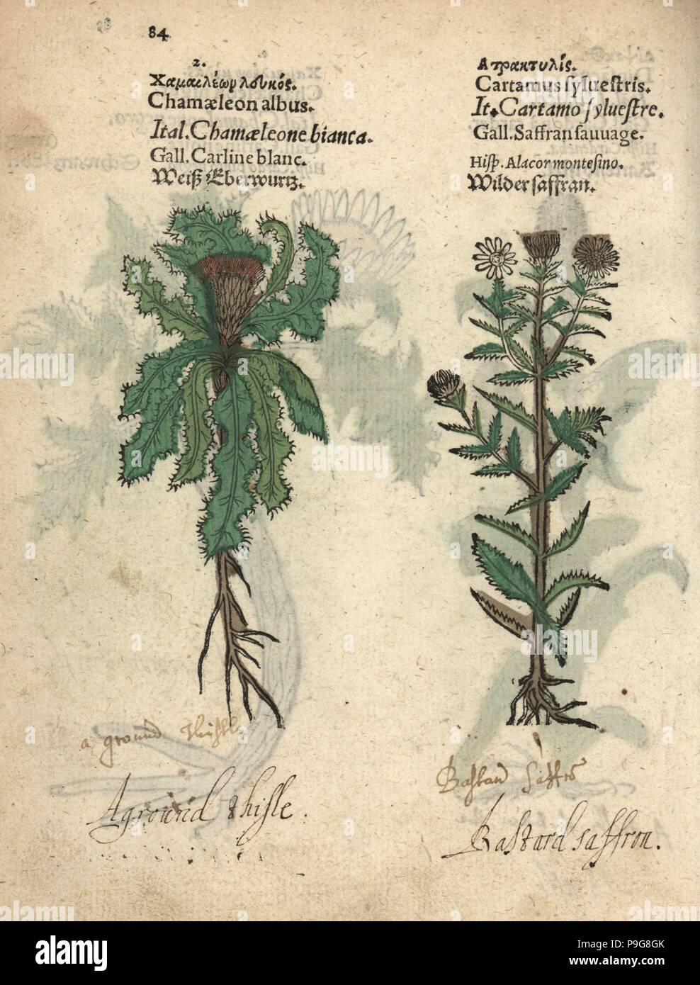 Stemless carline thistle, Carlina acaulis, and wild safflower, Carthamus oxyacanthus. Handcoloured woodblock engraving of a botanical illustration from Adam Lonicer's Krauterbuch, or Herbal, Frankfurt, 1557. This from a 17th century pirate edition or atlas of illustrations only, with captions in Latin, Greek, French, Italian, German, and in English manuscript. Stock Photo