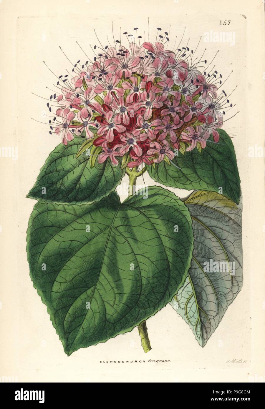 Chinese glory bower, Clerodendrum chinense (Fragrant clerodendron, Clerodendron fragrans). Handcoloured copperplate engraving by G. Barclay after Miss Sarah Drake from John Lindley and Robert Sweet's Ornamental Flower Garden and Shrubbery, G. Willis, London, 1854. Stock Photo