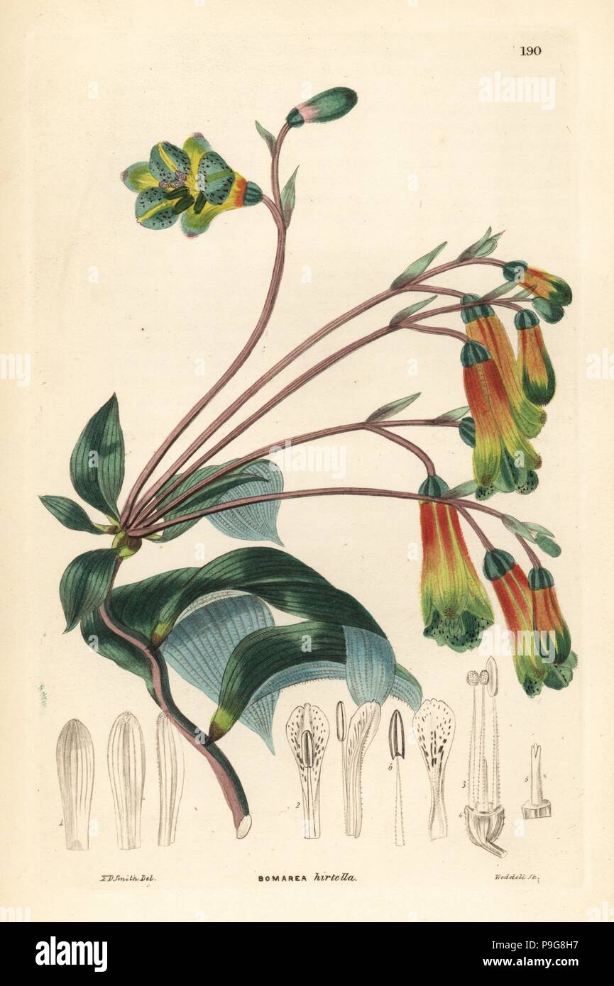 Pink bomarea, Bomarea edulis (Hairy-leaved bomarea, Bomarea hirtella). Handcoloured copperplate engraving by Weddell after Edwin Dalton Smith from John Lindley and Robert Sweet's Ornamental Flower Garden and Shrubbery, G. Willis, London, 1854. Stock Photo