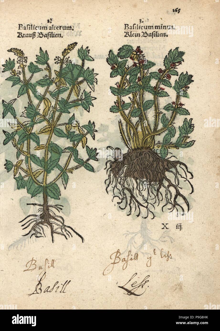 Basil varieties, Ocimum basilicum. Handcoloured woodblock engraving of a botanical illustration from Adam Lonicer's Krauterbuch, or Herbal, Frankfurt, 1557. This from a 17th century pirate edition or atlas of illustrations only, with captions in Latin, Greek, French, Italian, German, and in English manuscript. Stock Photo