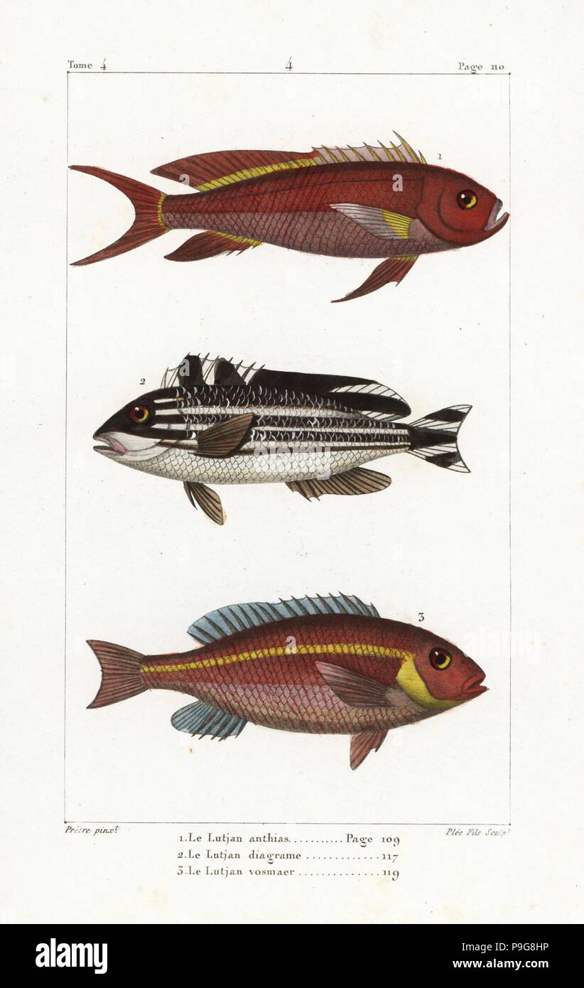 Swallowtail seaperch, Anthias anthias, striped sweetlips, Plectorhinchus diagrammus, and whitecheek monocle bream, Scolopsis vosmeri. Handcoloured copperplate engraving by Plee Jr. after an illustration by Jean-Gabriel Pretre from Bernard Germain de Lacepede's Natural History of Oviparous Quadrupeds, Snakes, Fish and Cetaceans, Eymery, Paris, 1825. Stock Photo