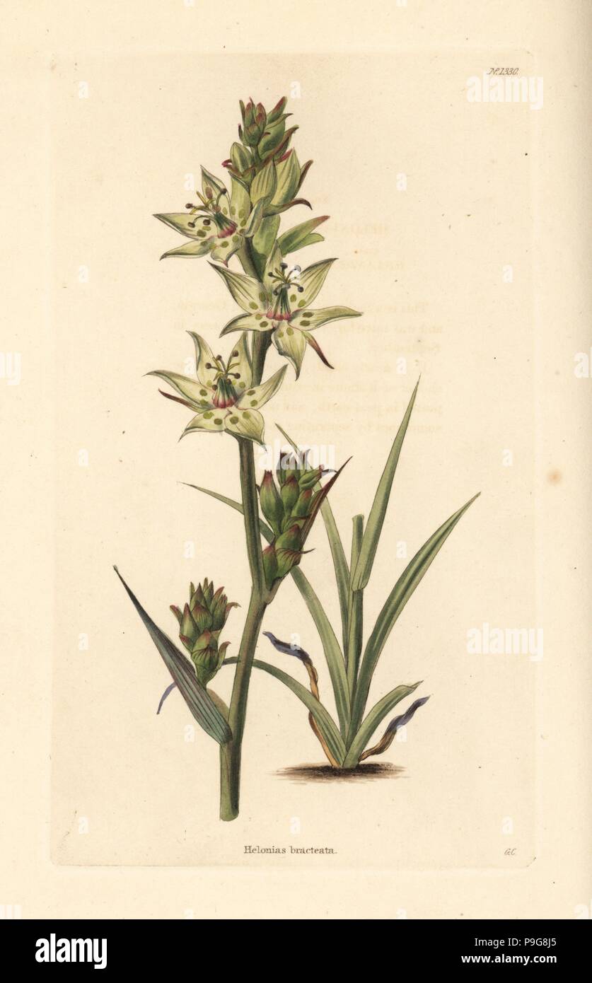 Mountain death camas or elegant camas, Anticlea elegans (Helonias bracteata). Handcoloured copperplate engraving by George Cooke from Conrad Loddiges' Botanical Cabinet, Hackney, 1828. Stock Photo