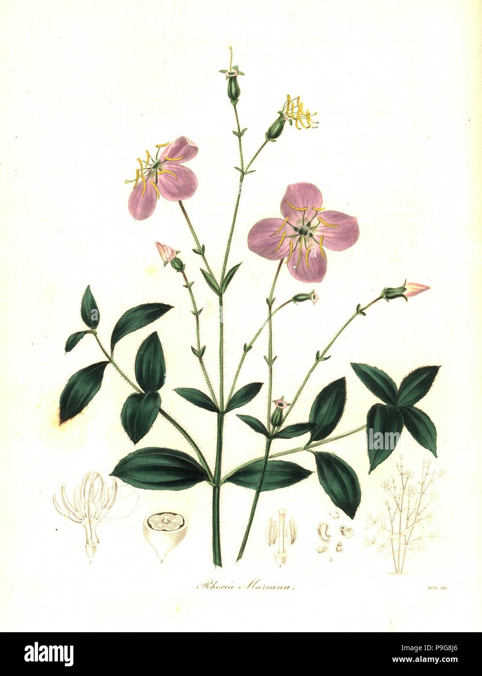 Maryland rhexia, Rhexia mariana. Handcoloured copperplate engraving after a botanical illustration by Mills from Benjamin Maund and the Rev. John Stevens Henslow's The Botanist, London, 1836. Stock Photo