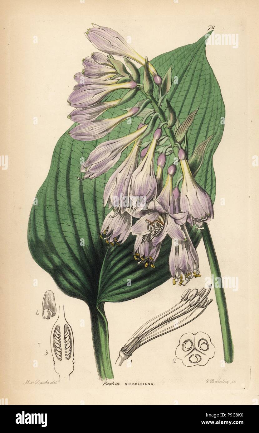 Siebold's hosta, Hosta sieboldiana (Siebold's funkia, Funkia sieboldiana). Handcoloured copperplate engraving by G. Barclay after Miss Sarah Drake from John Lindley and Robert Sweet's Ornamental Flower Garden and Shrubbery, G. Willis, London, 1854. Stock Photo