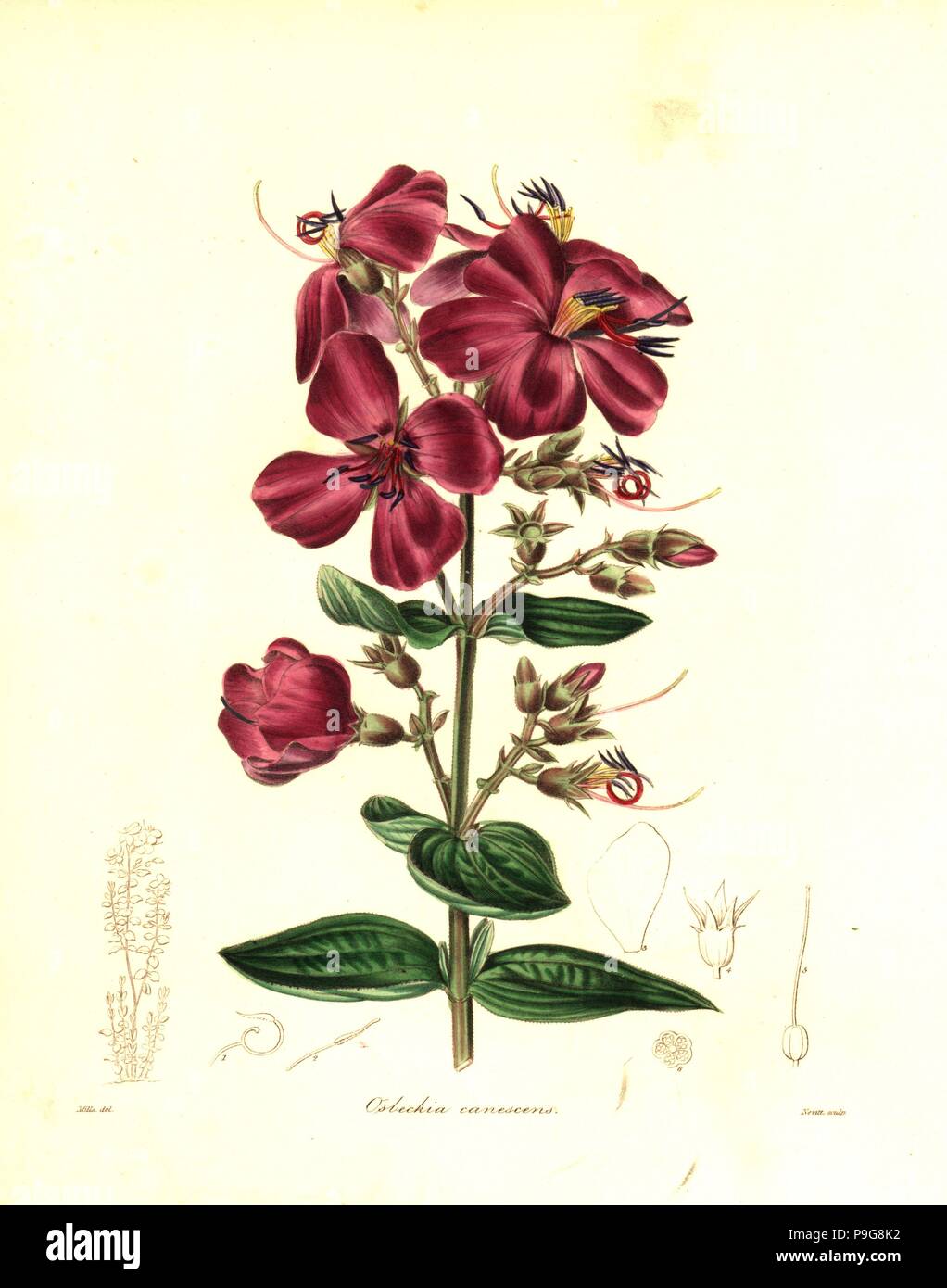 Heterotis canescens (Hoary osbeckia, Osbeckia canescens). Handcoloured copperplate engraving by Mills after a botanical illustration by Mrs Augusta Withers from Benjamin Maund and the Rev. John Stevens Henslow's The Botanist, London, 1836. Stock Photo