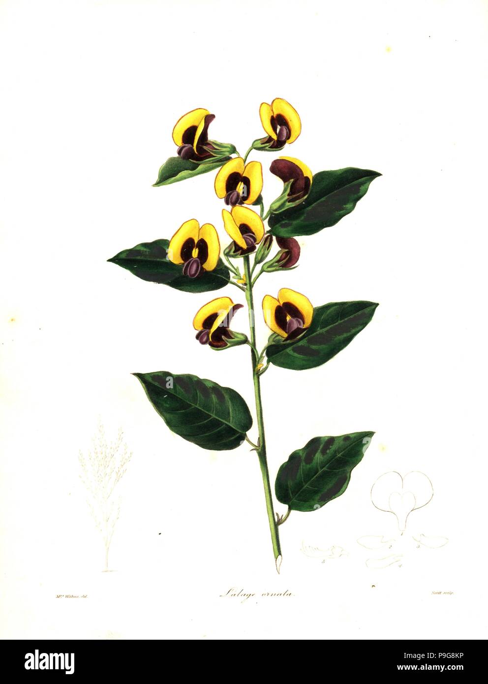 Bossiaea ornata (Crimson lalage, Lalage ornata). Handcoloured copperplate engraving by S. Nevitt after a botanical illustration by Mrs Augusta Withers from Benjamin Maund and the Rev. John Stevens Henslow's The Botanist, London, 1836. Stock Photo