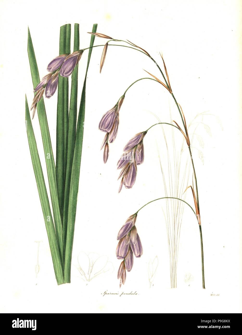 Fairy bell, Dierama pendulum (Pendulous-flowered sparaxis, Sparaxis pendula). Handcoloured copperplate engraving after a botanical illustration by Mills from Benjamin Maund and the Rev. John Stevens Henslow's The Botanist, London, 1836. Stock Photo