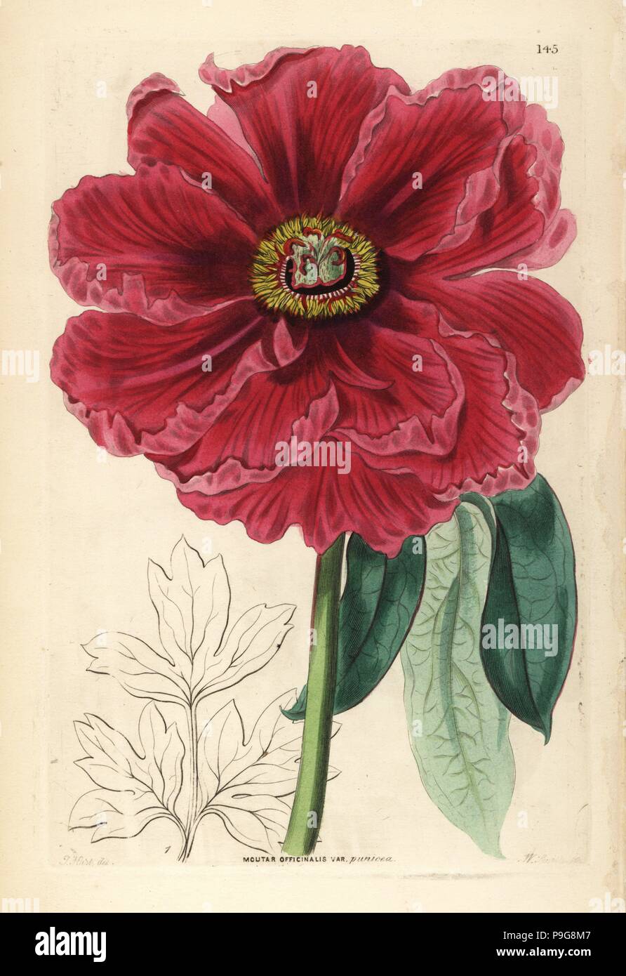 Tree peony, Paeonia officinalis (Carmine-flowered moutan, Moutan officinalis var. punicea). Handcoloured copperplate engraving by Frederick W. Smith after J.T. Hart from John Lindley and Robert Sweet's Ornamental Flower Garden and Shrubbery, G. Willis, London, 1854. Stock Photo