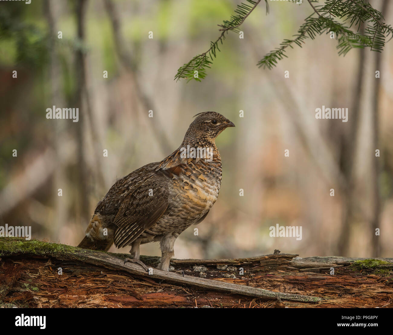 Ruffed Grouse (Bonasa umbellus), drumming, E NA, by Bruce Montagne/Dembinsky Photo Assoc Stock Photo