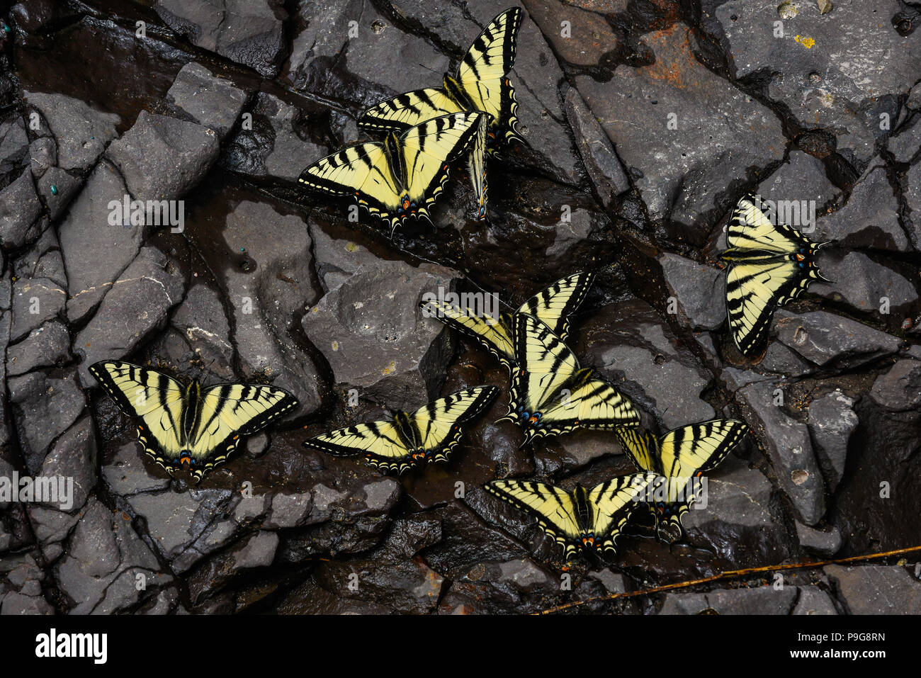 E. Tiger Swallowtail butterflies (Papilio glaucus) drinking water, Minnesota, USA, by Bruce Montagne/Dembinsky Photo Assoc Stock Photo