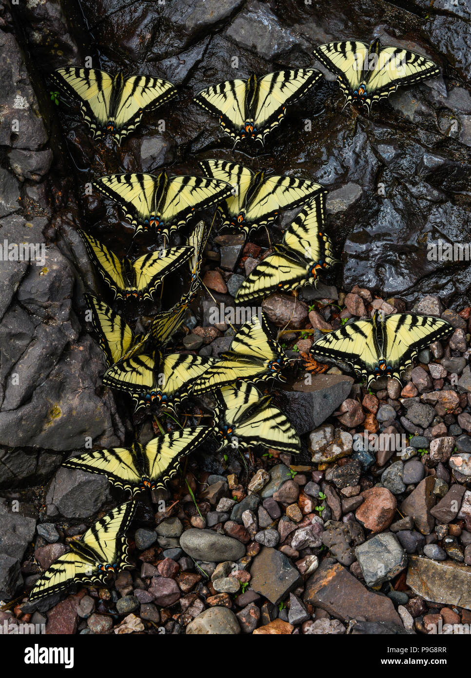 E. Tiger Swallowtail butterflies (Papilio glaucus) drinking water, Minnesota, USA, by Bruce Montagne/Dembinsky Photo Assoc Stock Photo