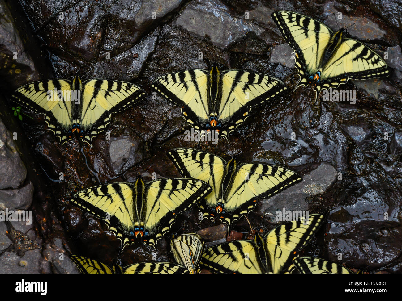 E. Tiger Swallowtail butterflies (Papilio glaucus) drinking water, Minnesota, USA, by Bruce Montagne/Dembinsky Photo Assoc Stock Photo