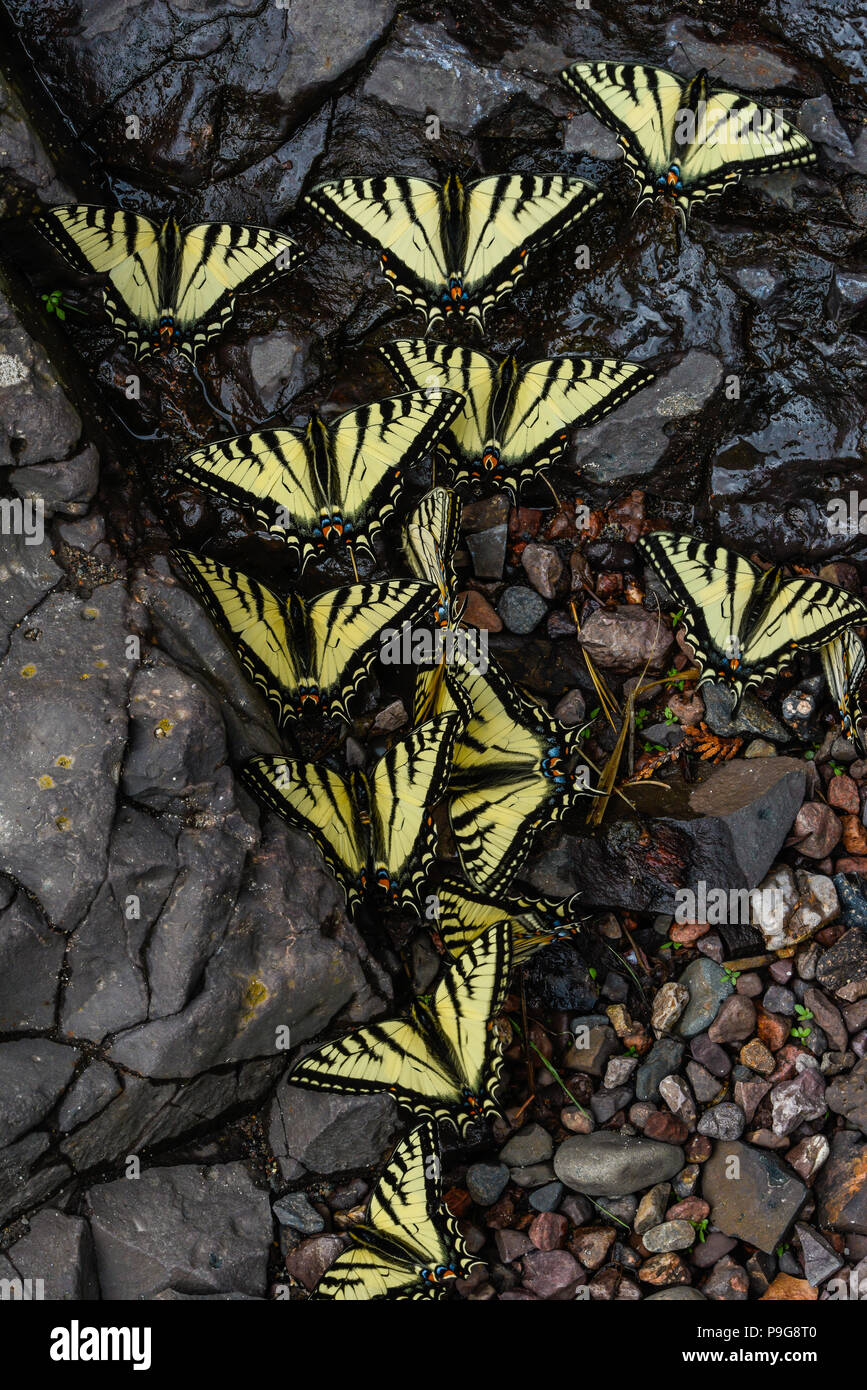 E. Tiger Swallowtail butterflies (Papilio glaucus) drinking water, Minnesota, USA, by Bruce Montagne/Dembinsky Photo Assoc Stock Photo