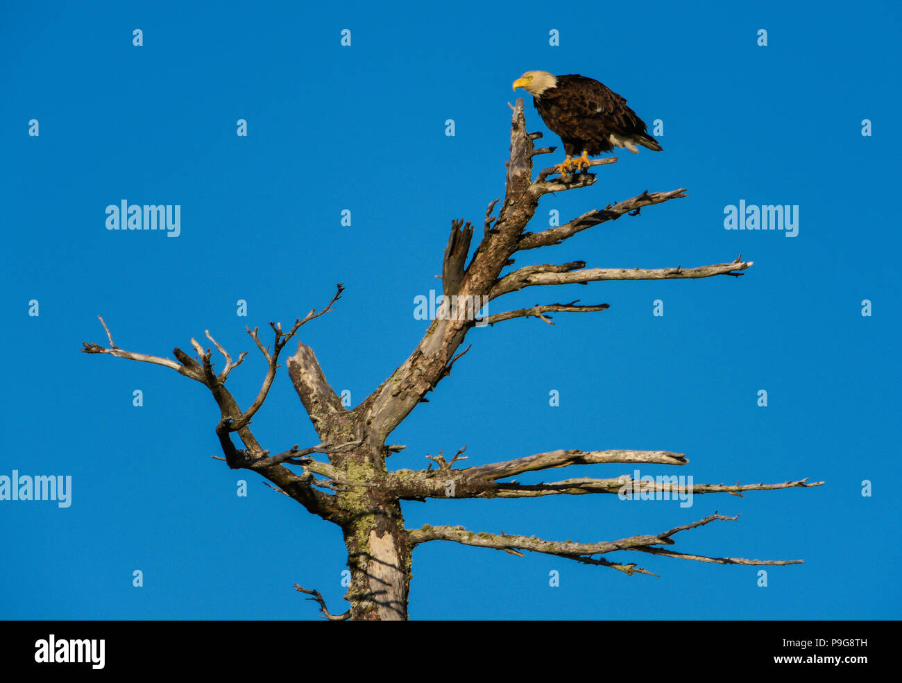 American Bald Eagle (Haliaeetus leucocephalus), perched on snag, North America, by Bruce Montagne/Dembinsky Photo Assoc Stock Photo