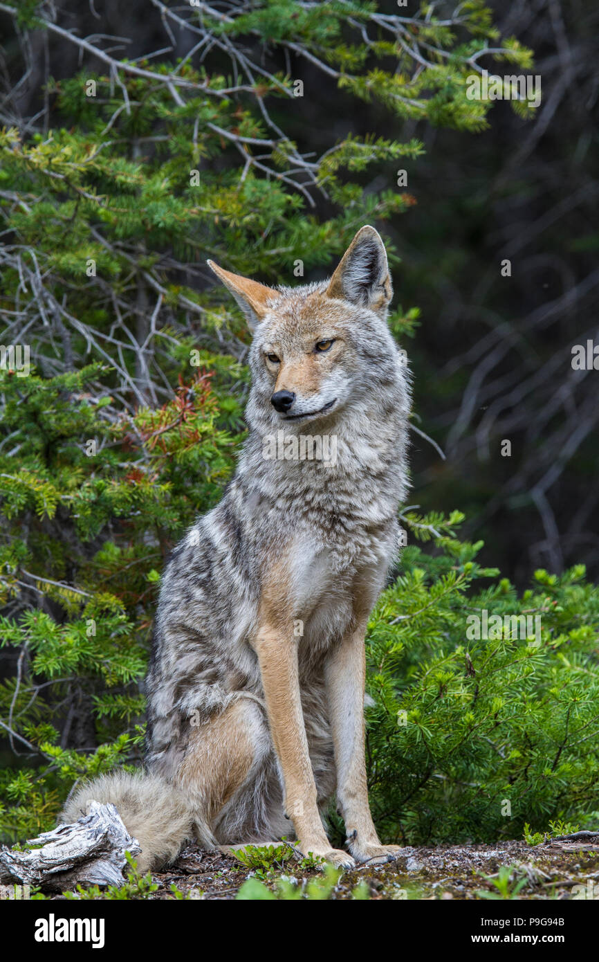 Baby coyote mother hires stock photography and images Alamy