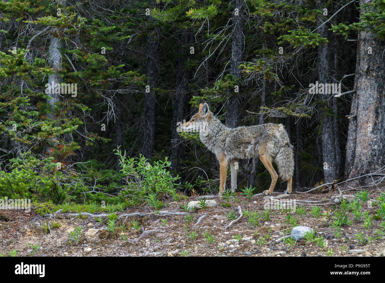 Coyote (Canis latrans) Colorful portrait, of mother, looking after pups, at forest edge. Kananaskis Park, Alberta, Canada Stock Photo