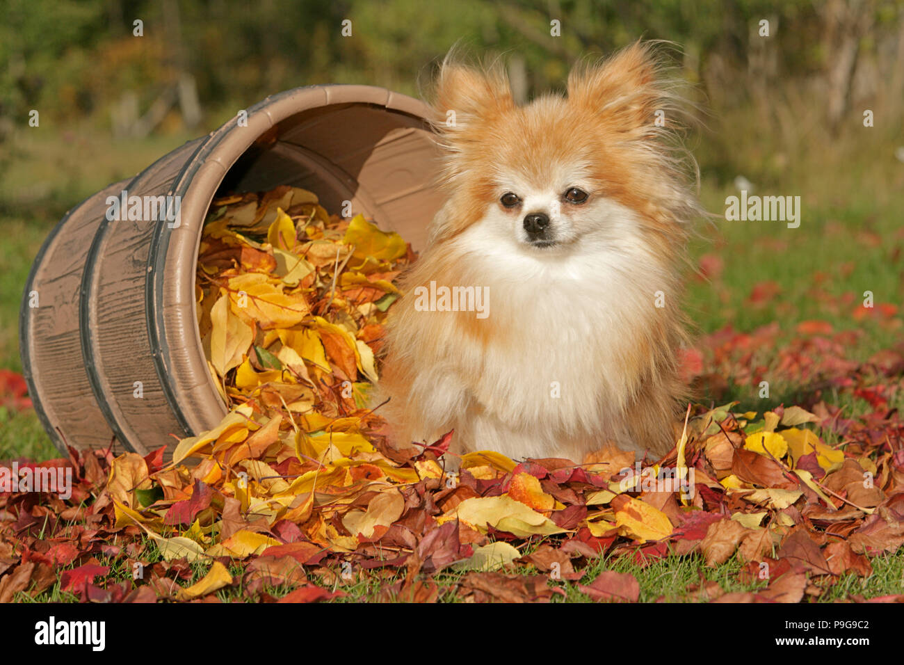 Pomeranian Dog sitting by barrel on pile of leaves in autumn colors Stock Photo