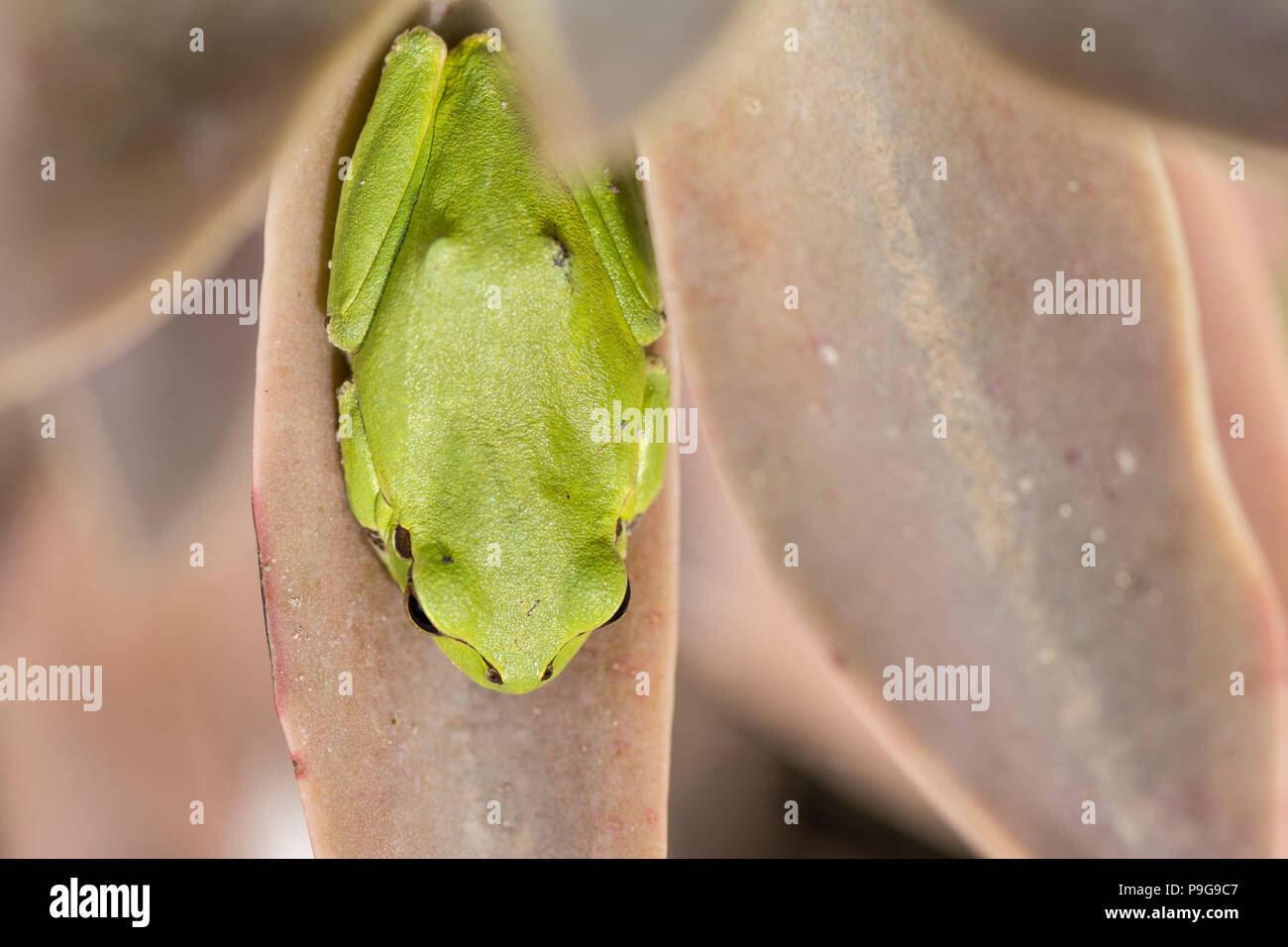 Tropical green tree frog on cactus leaf, top viewpoing Stock Photo - Alamy