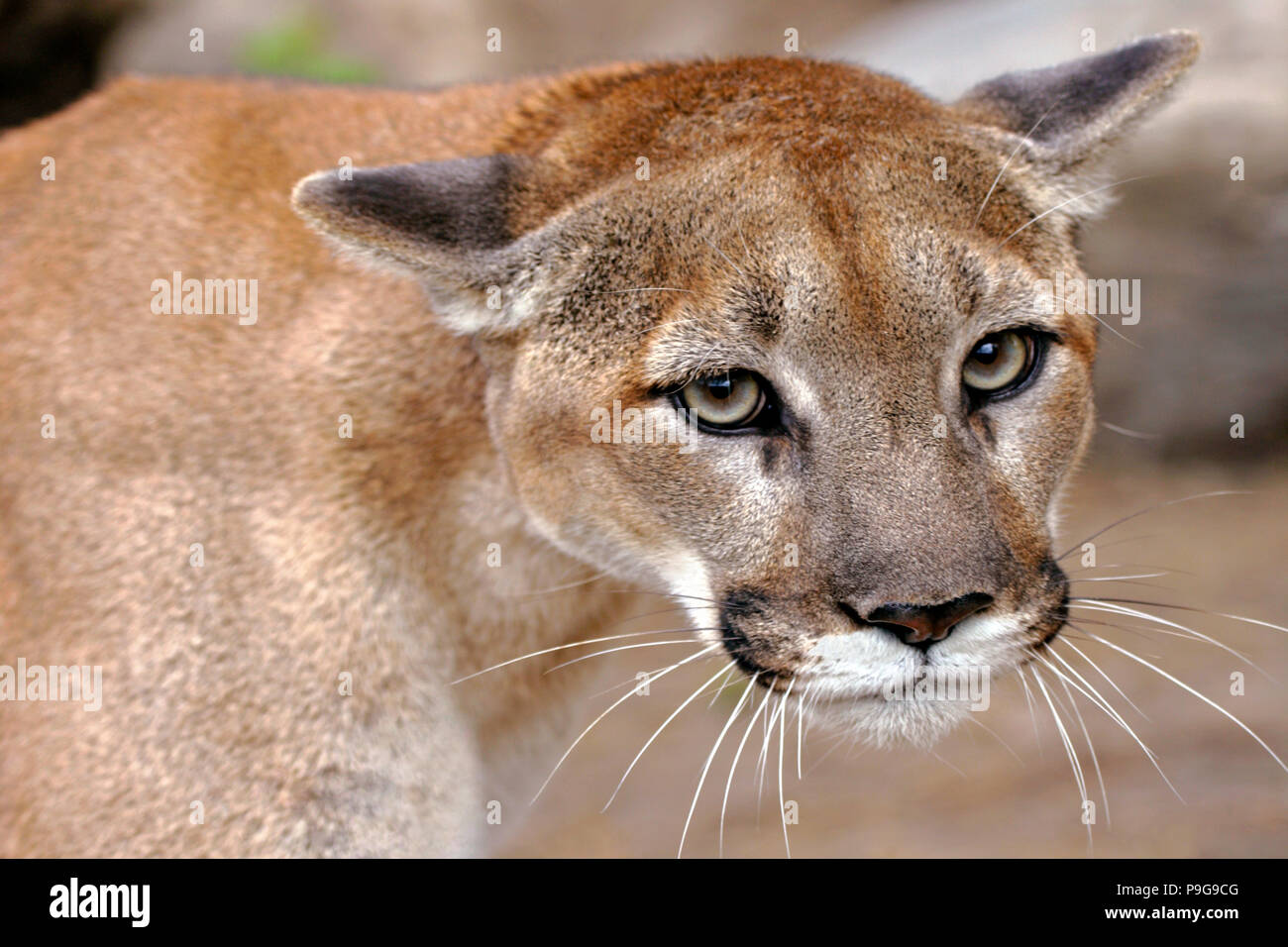 Beautiful Mountain Lion or Cougar male, portrait close up Stock Photo