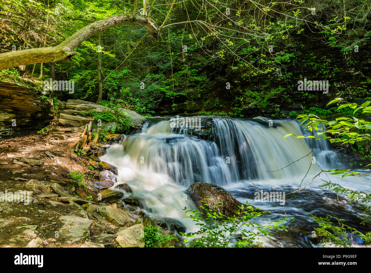 Cayuga Falls Ricketts Glen State Park Benton Pennsylvania Usa Stock