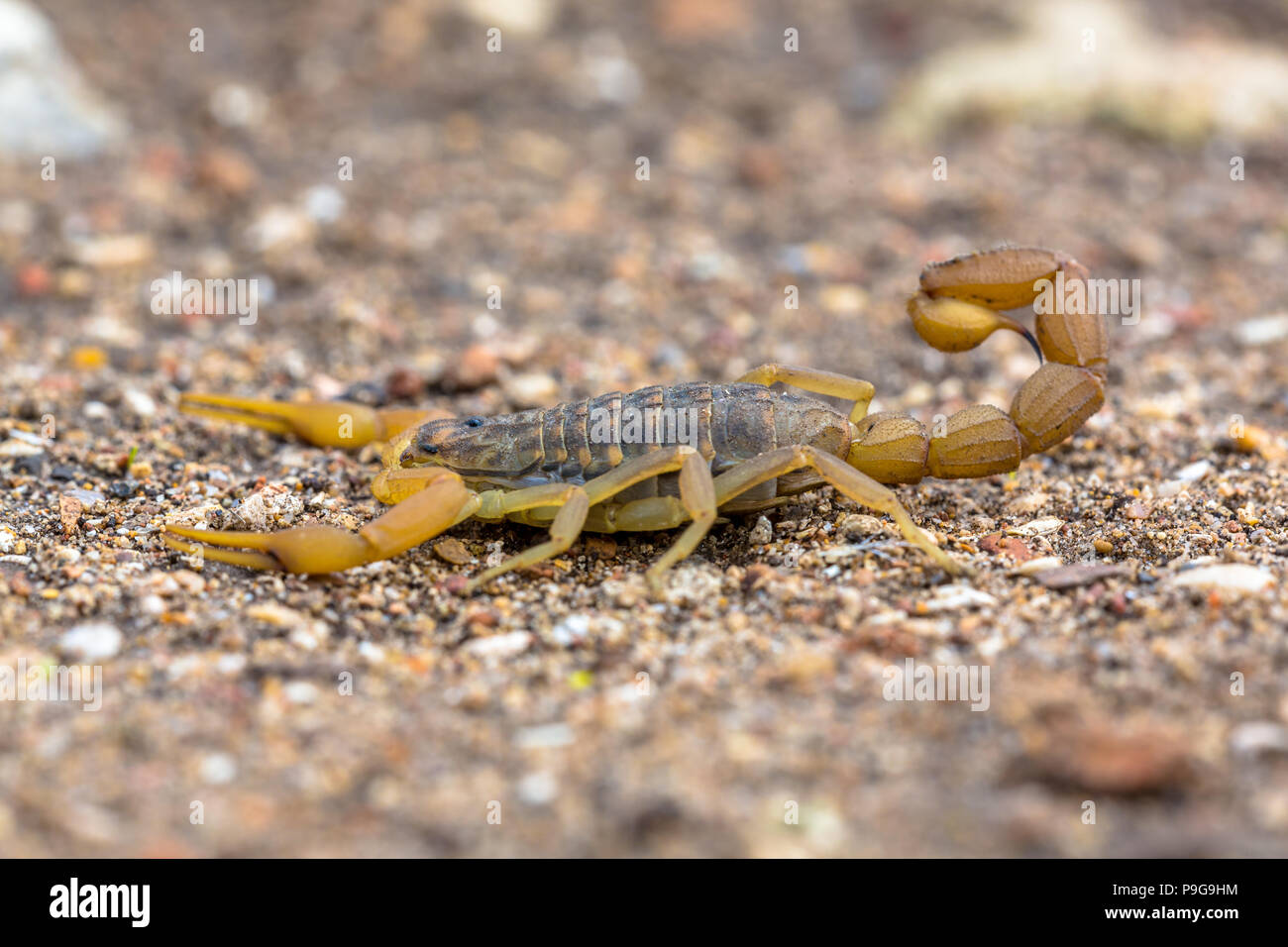 Common Yellow Scorpion (Buthus occitanus) in defensive mode against dangers. Seen from side Stock Photo