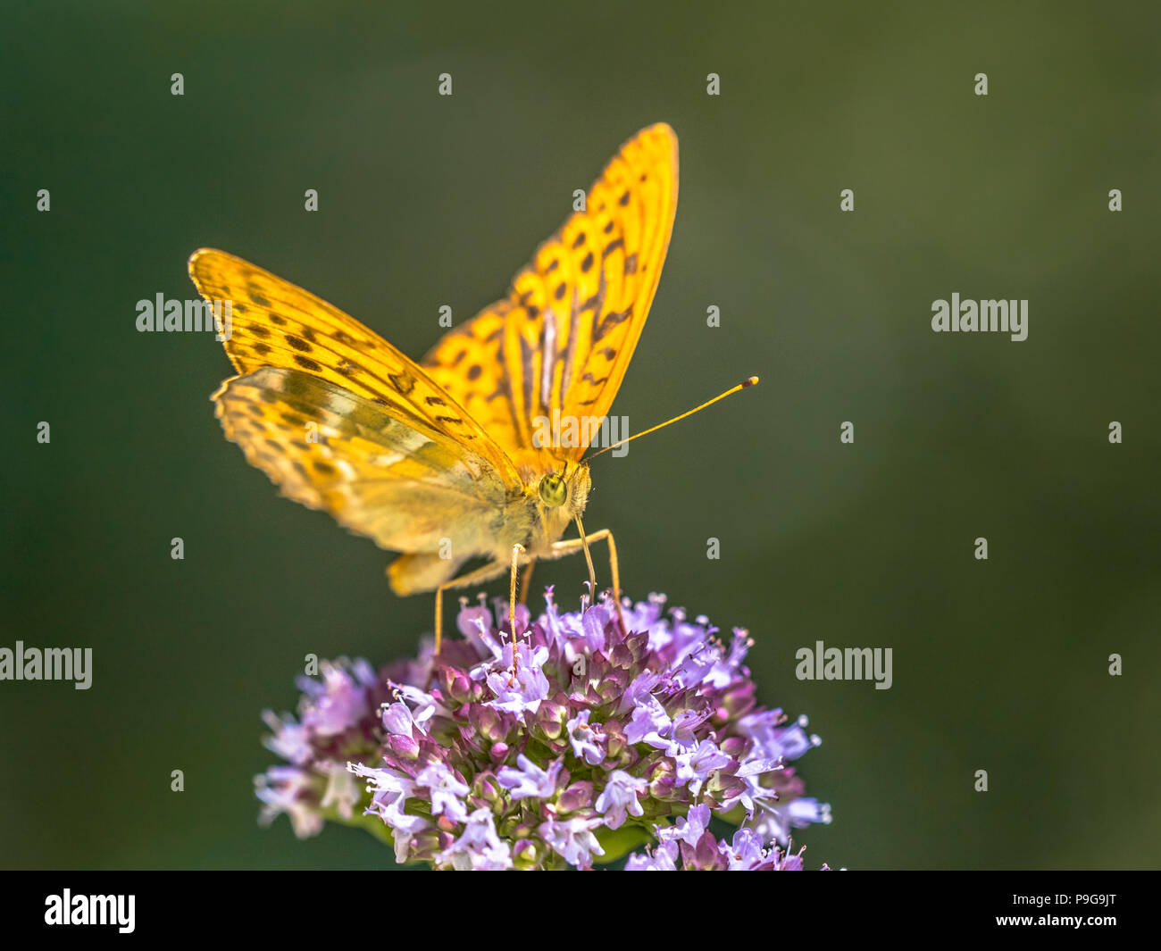 Silver-washed fritillary (Argynnis paphia) is a common and variable butterfly found over much of the Palaearctic ecozone. Perched on flower of Oregano Stock Photo