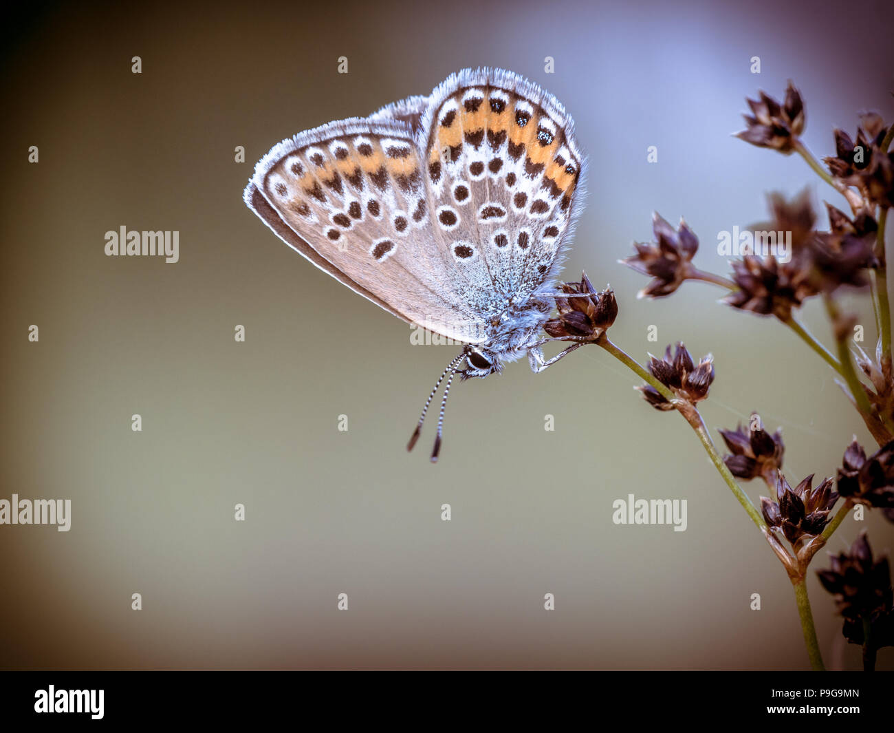 Female Silver-studded blue (Plebejus argus) butterfly resting and sleeping on Sharp-flowered Rush (Juncus acutiflorus) in natural habitat in vintage c Stock Photo