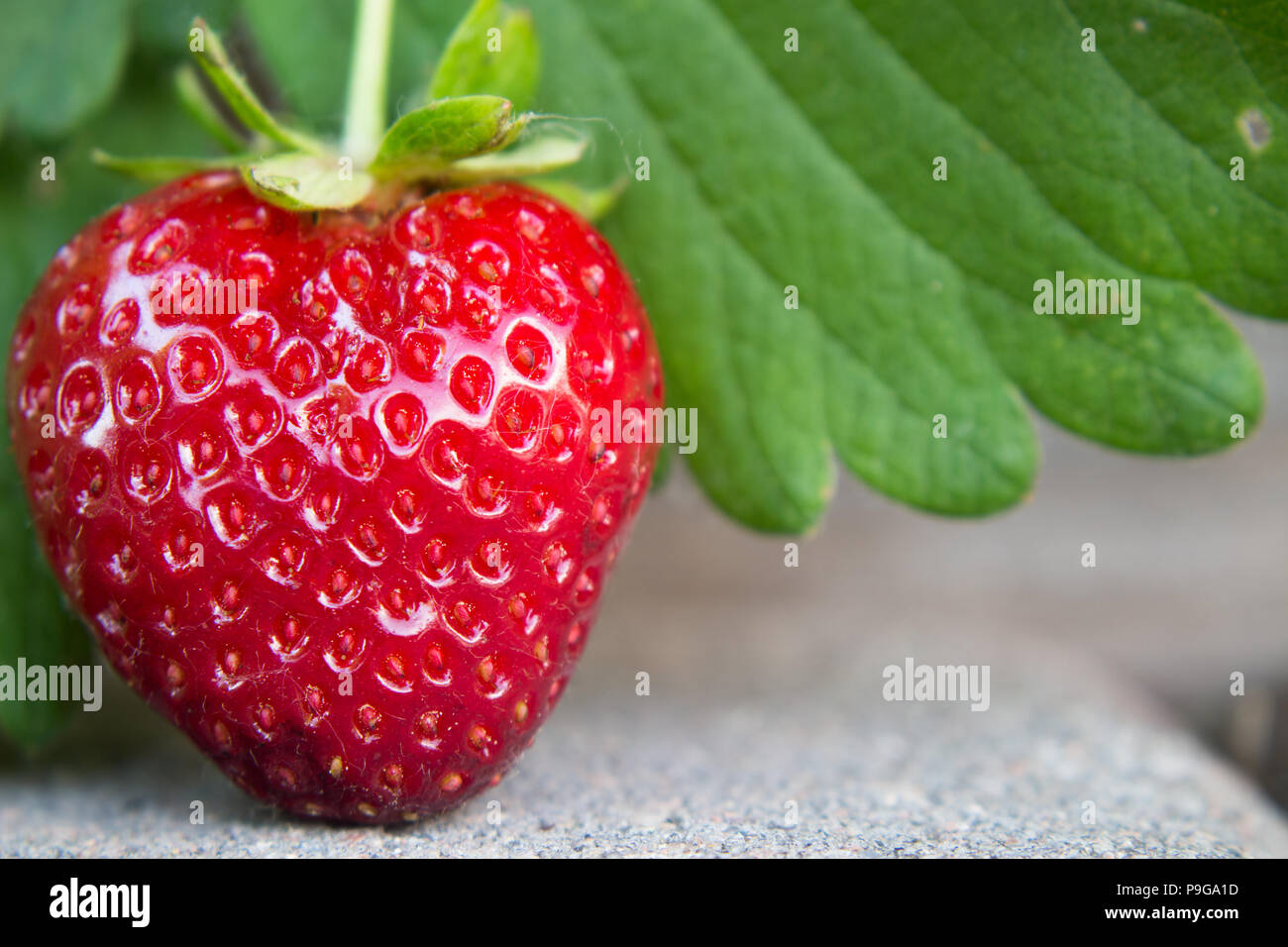 A delicious, heart shaped strawberry growing organically in the garden, hanging over a paver walkway Stock Photo