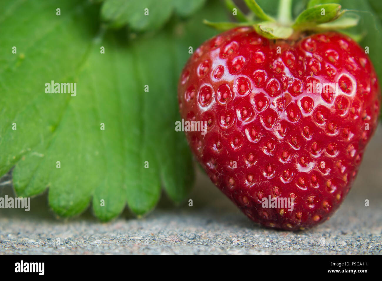 Heart shaped, homegrown strawberry on the vine Stock Photo