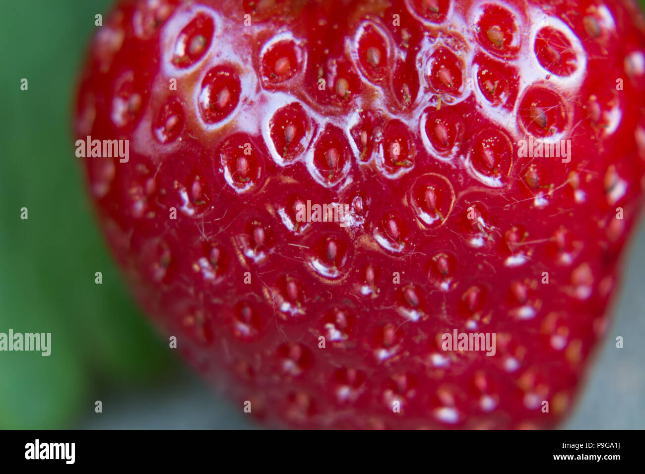 A delicious, juicy, ripe strawberry growing in the garden. Homegrown, organic strawberry. Stock Photo